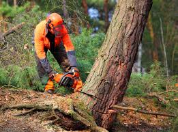 Tree and Shrub Care in Glasgow, VA